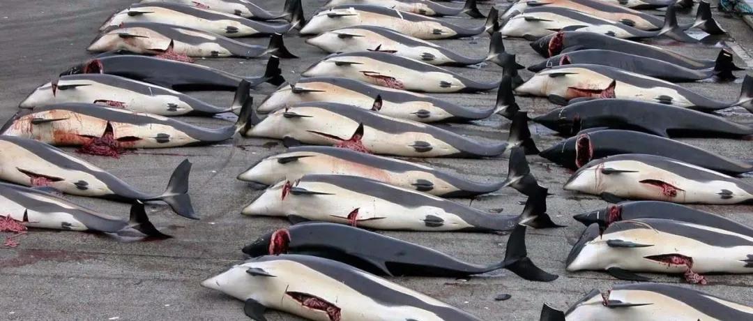 北海布氏鲸视频,广西北海布氏鲸图片