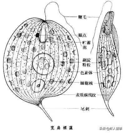 鱼塘绿藻是什么原因引起的,池塘发绿怎么处理
