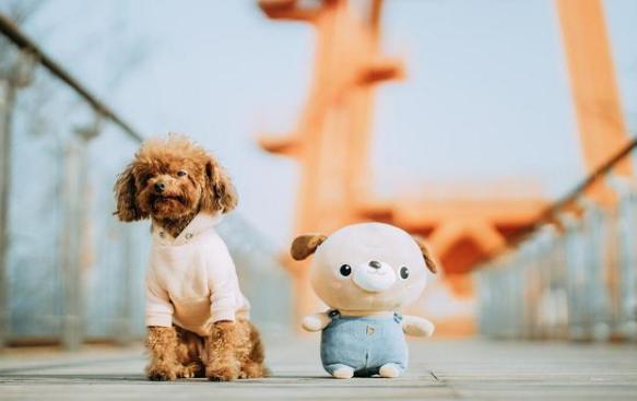 如果你想养动物怎么养,如果你想养宠物怎么办