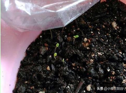 十棵草莓苗能结多少果子,100粒种子能种出多少棵草莓苗