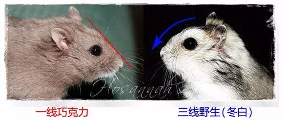 仓鼠怎么分辨一线和三线,三线仓鼠大战一线仓鼠