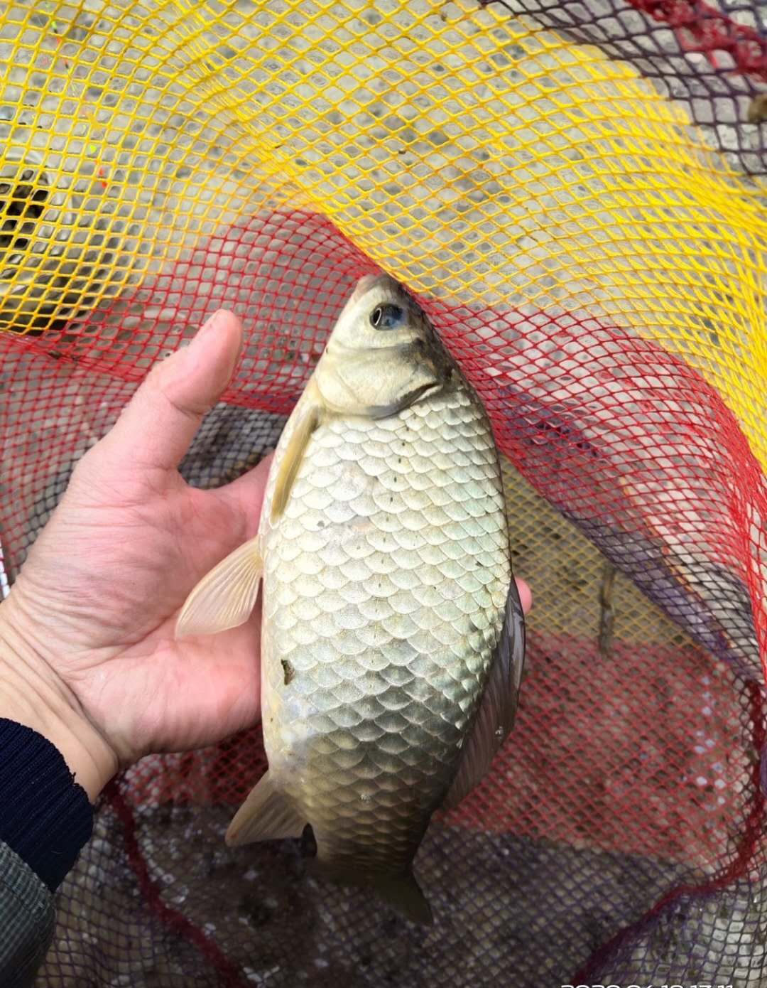 解决小鱼闹窝简单有效的办法,怎么避免小鱼闹窝夏季