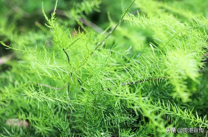 贵港十大旅游村,贵港古镇古村落有哪些景点