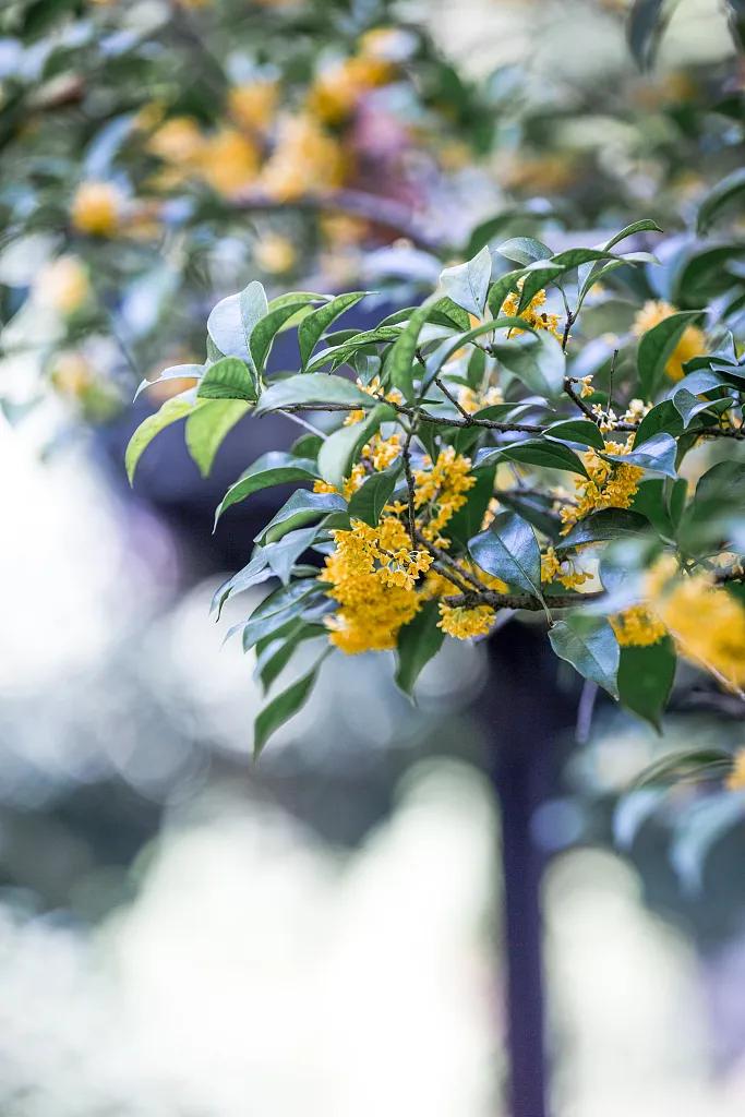 中文能有多浪漫,中文真的很浪漫