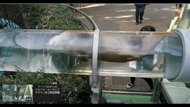 错了340年,精子游泳的方式并不是左右摆动尾巴