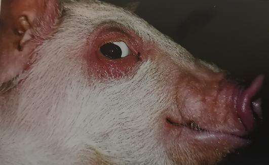 仔猪副猪病症状有哪些,哺乳仔猪副猪嗜血杆菌怎么治