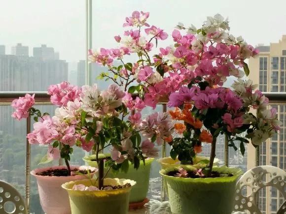 养花忘记浇水的幽默句子,养花浇水不知道量怎么办