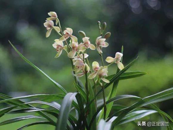 为什么兰花被称为国兰,为什么兰花又叫国兰