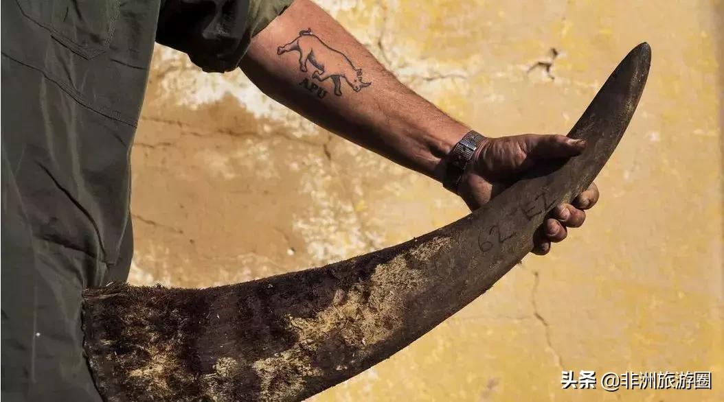 为什么非法犀牛角贸易在不断的升级？