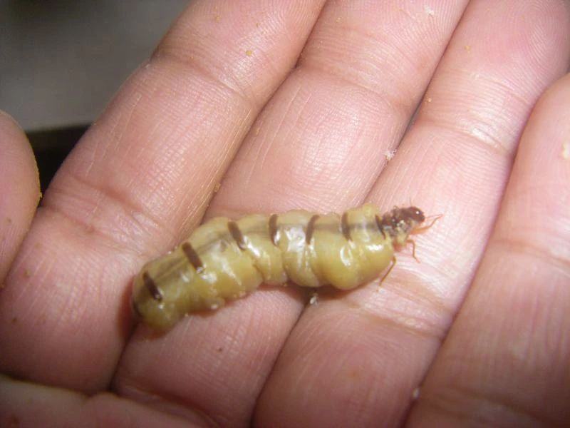 雨后爆发的飞蚁,靠超强繁殖苟了2亿年却沦为“优质蛋白来源”