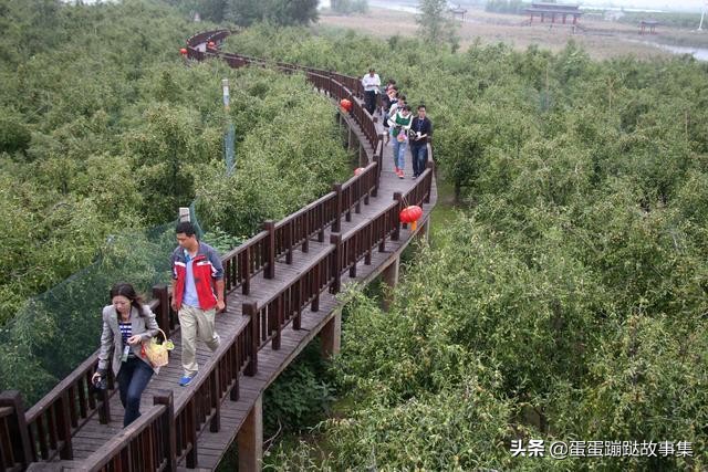 300多年老枣树至今仍结果，一斤卖到1000元