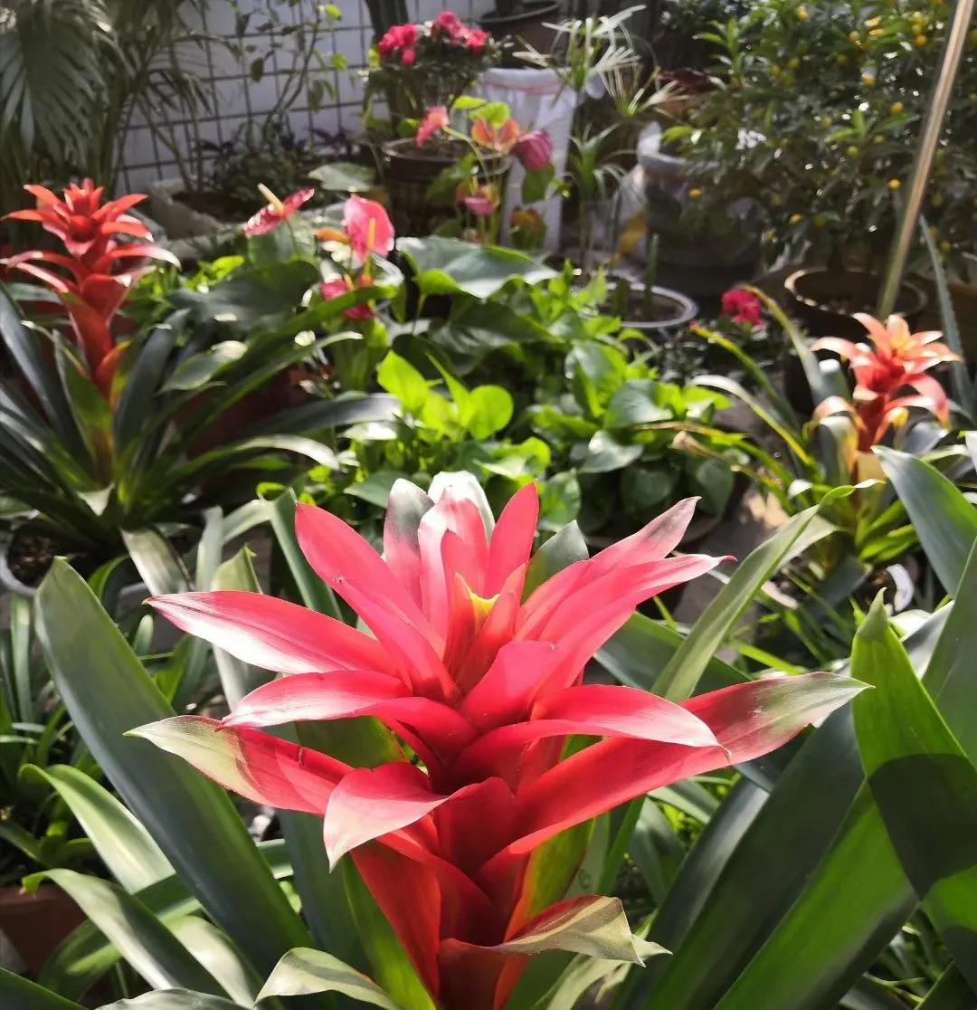 水塔花粉色,水塔花紫色