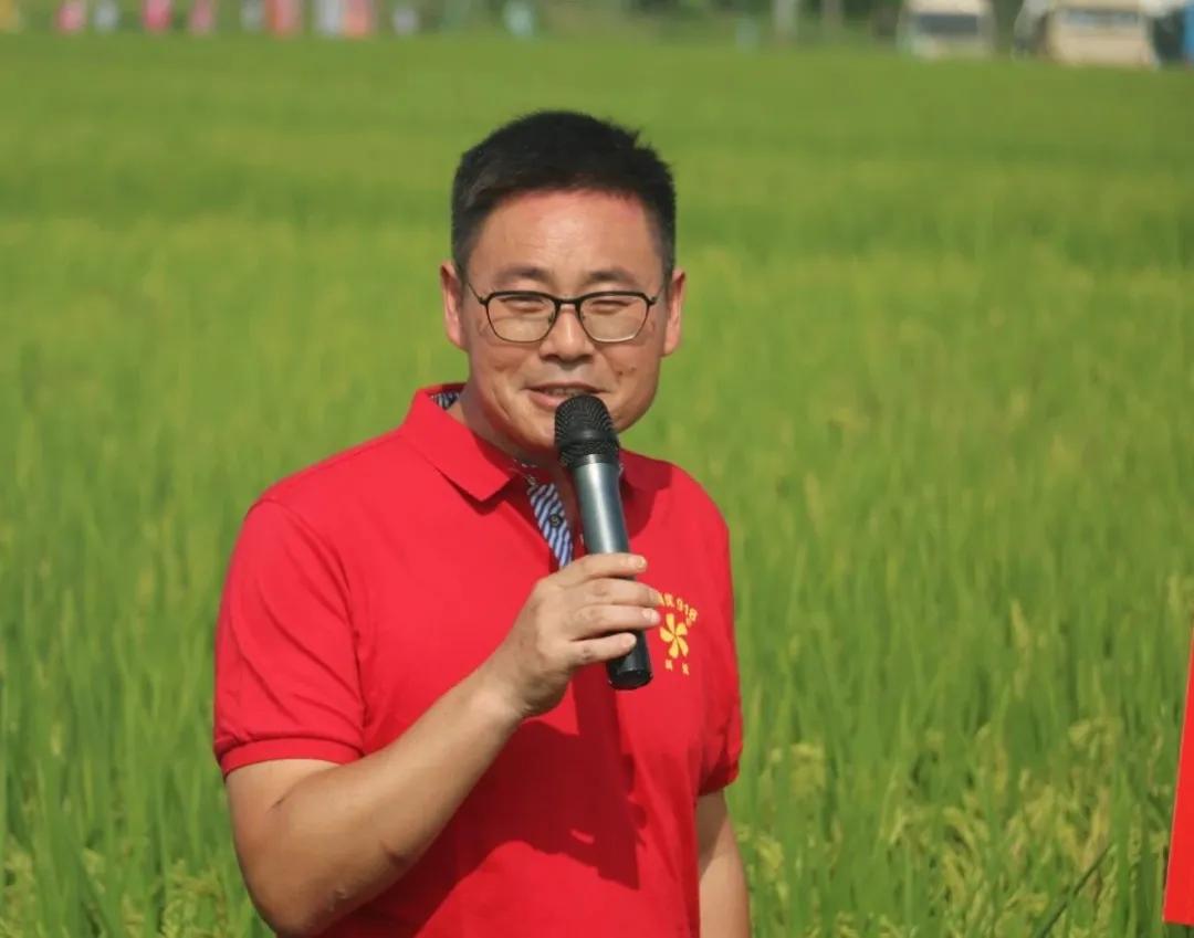 徽两优1577第一名高产稻种,徽两优985稻种简介