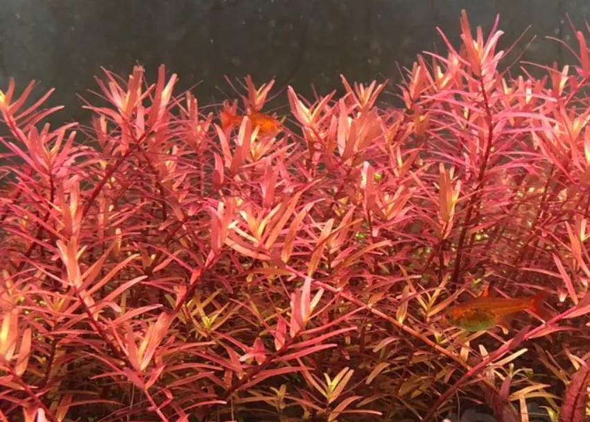 石上的迷你矮+血红宫廷,美的让人心醉