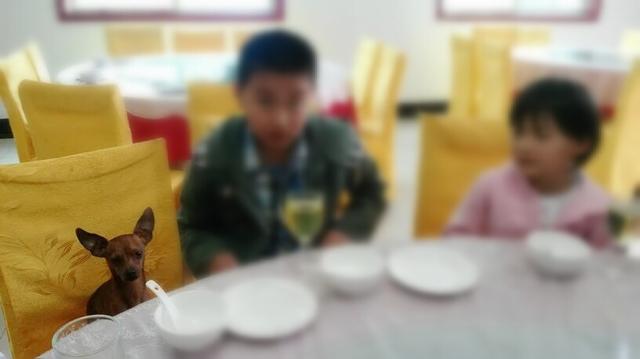 伸舌头的小鹿犬,爱洗澡的小鹿犬