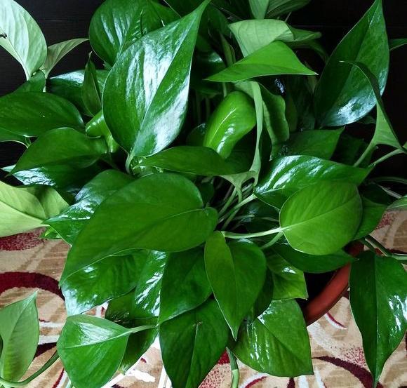 养绿萝浇什么肥料长得好,绿萝用什么肥料怎么养才能更旺盛