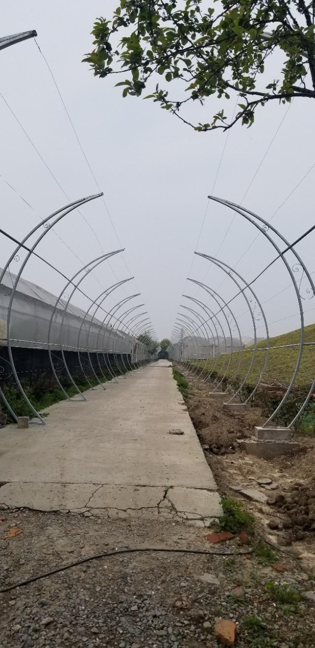 又是清明雨上折菊寄故人,清明雨上折菊寄相思