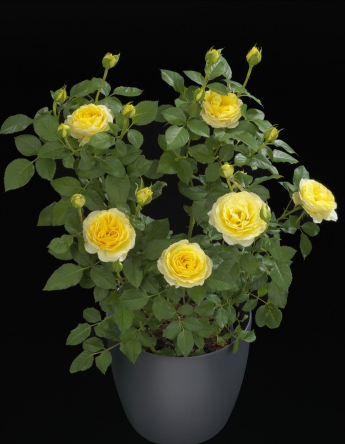 阳台系列月季品种大全,微型月季藤本月季