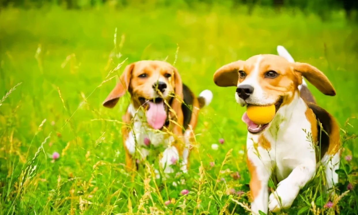 比格犬为什么不建议养可卡犬,比格犬真的很难养吗