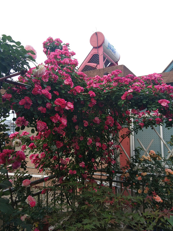 怎样才能让藤本月季快速成为花墙,藤本月季和蔷薇哪个做花墙比较好