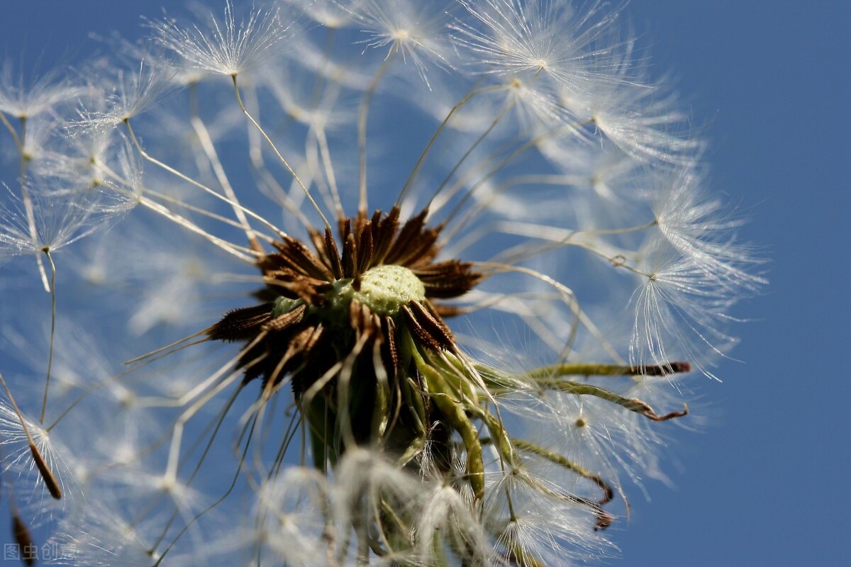 张爱玲最煽情诗句,张爱玲情感语录短视频