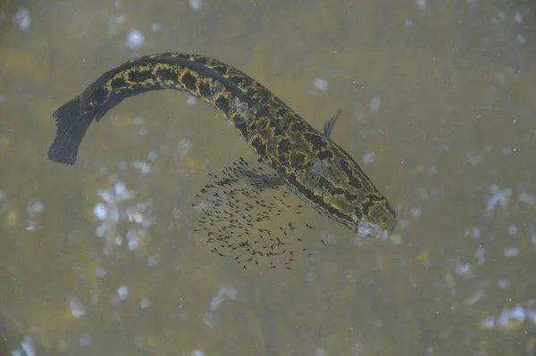 道教不吃的四种肉代表什么,道教为什么不吃五种动物