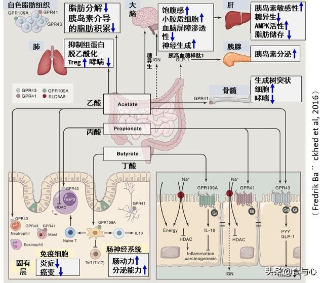 膳食纤维在肠道中的作用,膳食纤维对肠道的作用