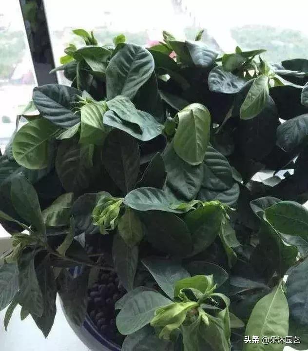 家中植物被冻伤了怎么办,家里植物被冻了怎么办