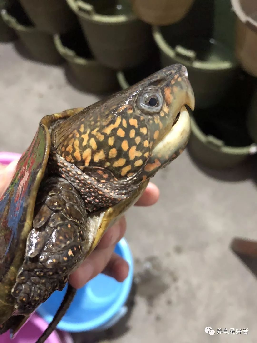 国龟鹰嘴新手入门教程,国龟鹰嘴视频大全