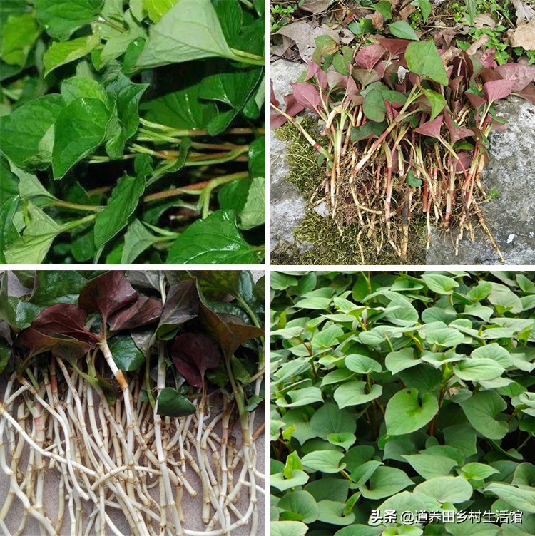 折耳根不好吃,折耳根不新鲜