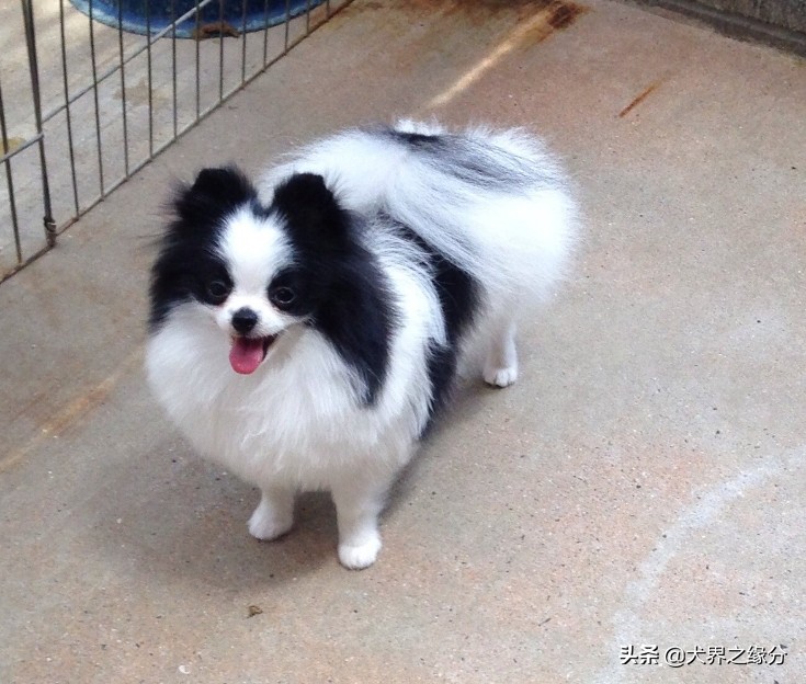 边牧与田园犬的后代,如何和边牧犬建立感情