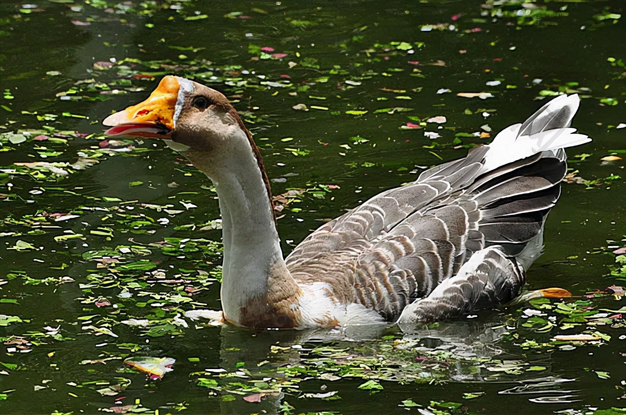 北面羽绒服和加拿大鹅羽绒服区别,北面羽绒服和加拿大鹅哪个好