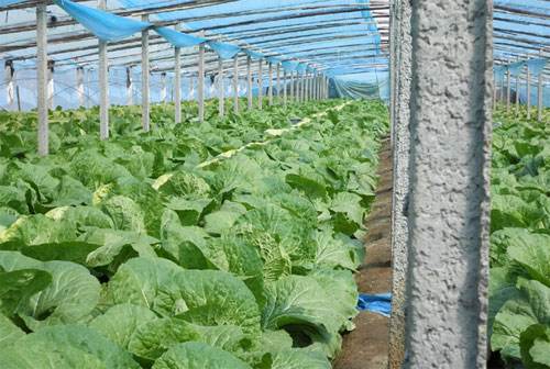 大棚大白菜水肥管理药,大棚大白菜蔬菜种植的技术与管理