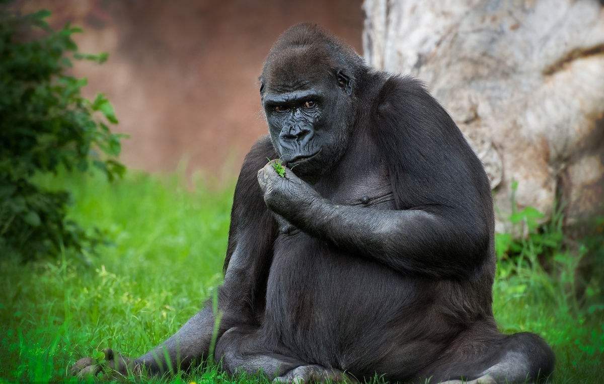 人类失去毛发的原因,人类为何全身几乎没有体毛