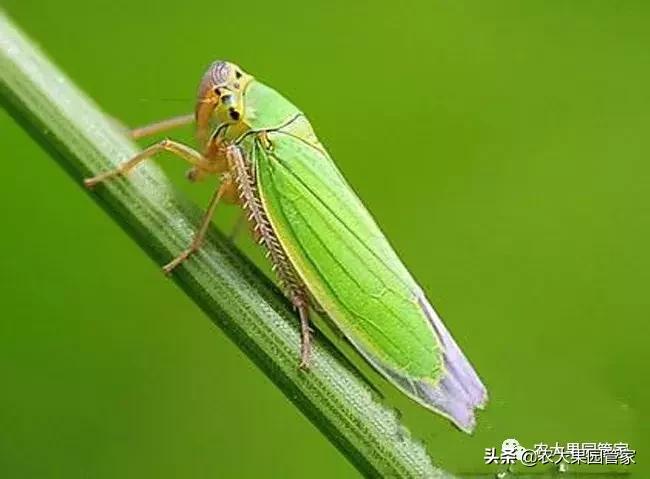 绿叶蝉危害图片,小绿叶蝉的缺点