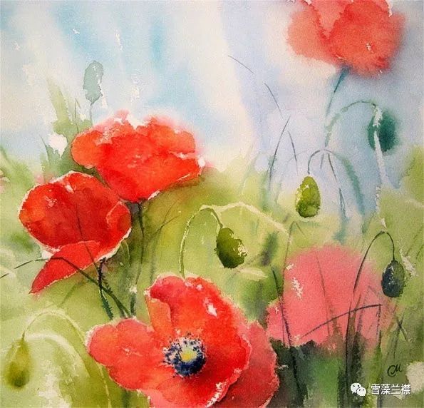 雪藻兰,雪藻兰独特作品