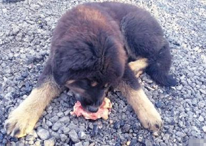 最狠的狗狗是藏獒吗,藏獒是最厉害的狗狗吗