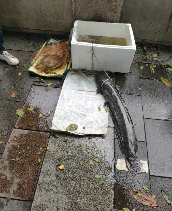 湖里出现大鱼视频,湖里惊现大鱼