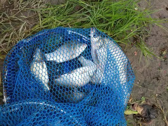 再次探钓朱家河，遭遇“水葫芦大军”