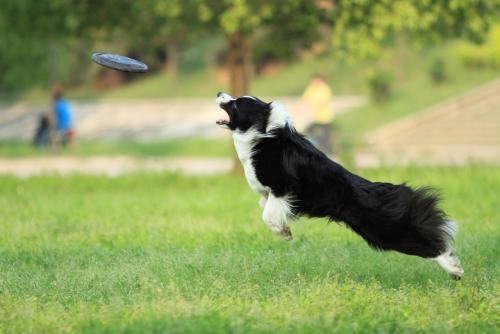 咬主人的狗能训练回来吗,咬主人的幼犬