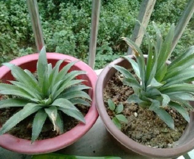 吃完的菠萝不要扔掉自己种植菠萝,菠萝吃完的菠萝头能种吗