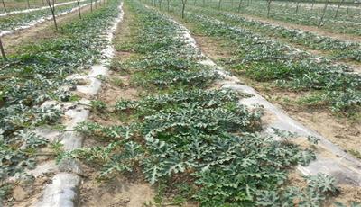 西瓜阴皮病防治特效药,西瓜青皮病用什么药