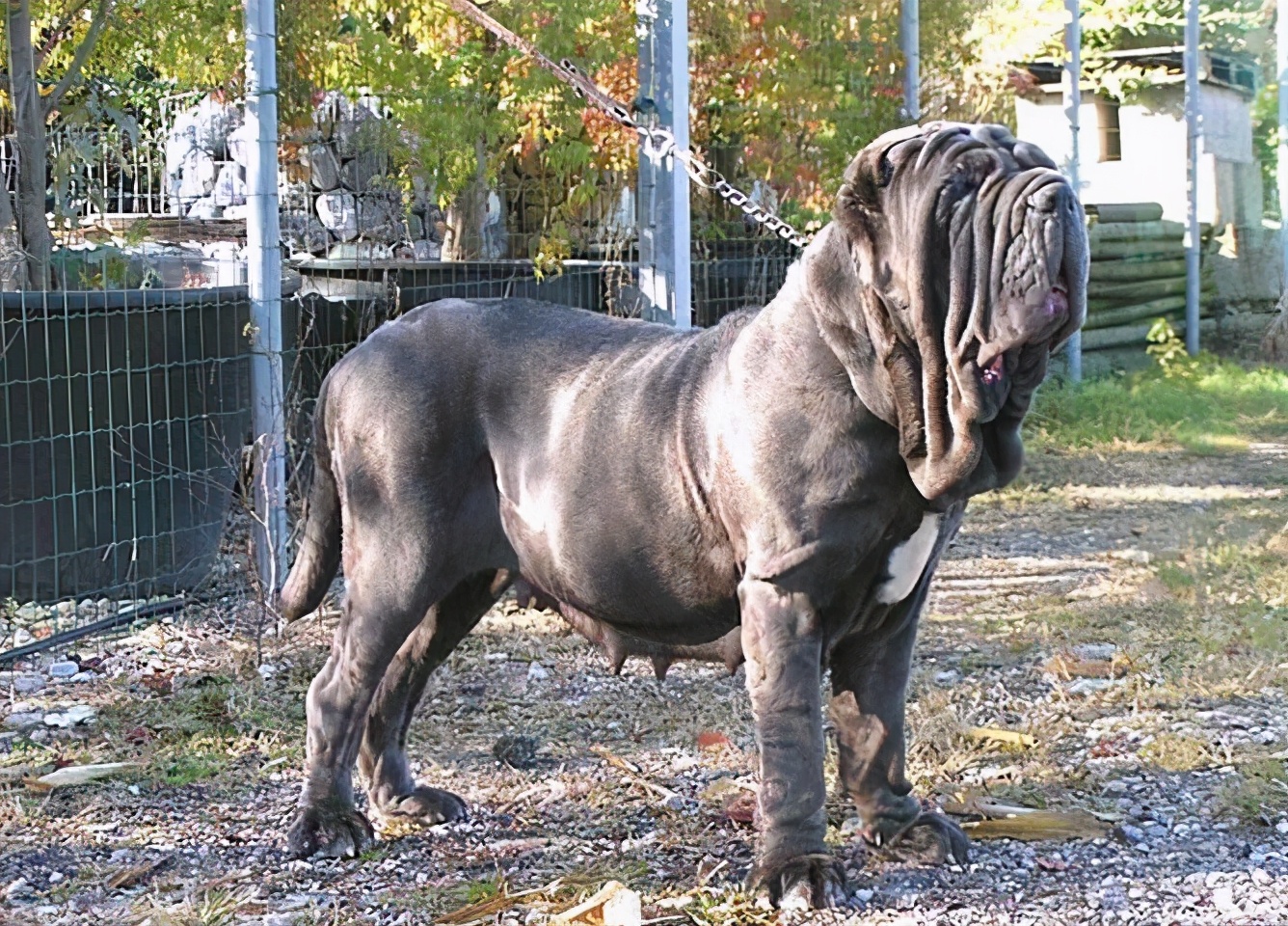 世界十大最凶残的狗牛头梗,狗界中最通人性的6种狗