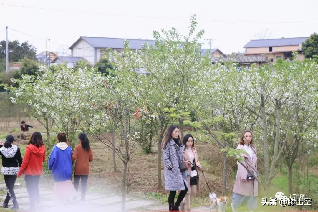 带你来樱花园看浪漫樱花,最美校园春天必打卡的樱花胜地