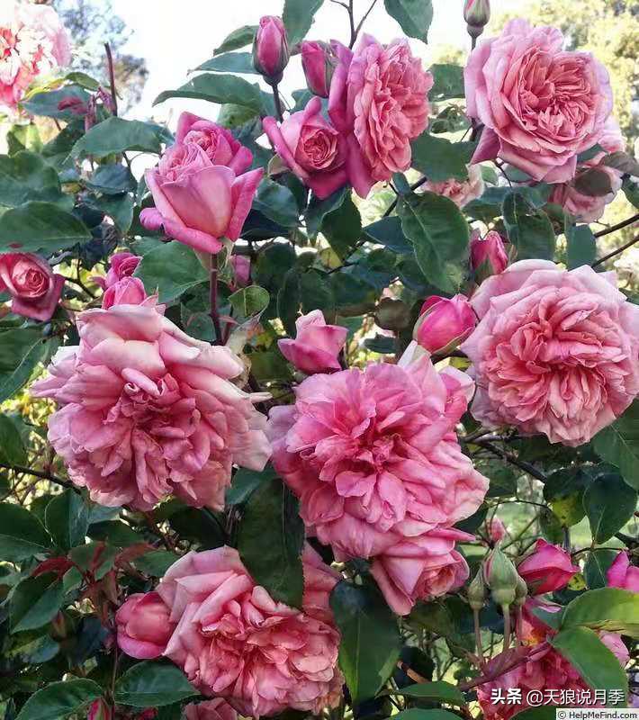 怦然心动的万人迷月季,原来从它而来(终篇)