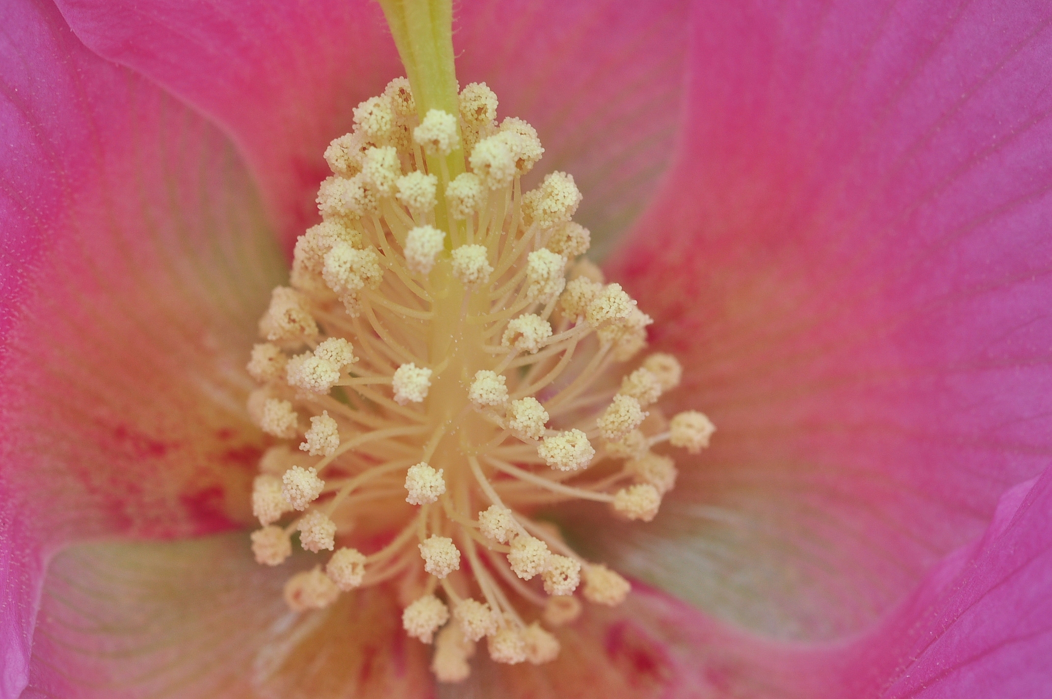 我的思乡情结,我与尼康的邂逅