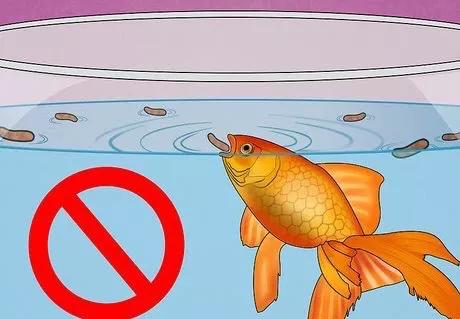 怎么治疗鱼的失鳔病,鱼失鳔症怎么治疗