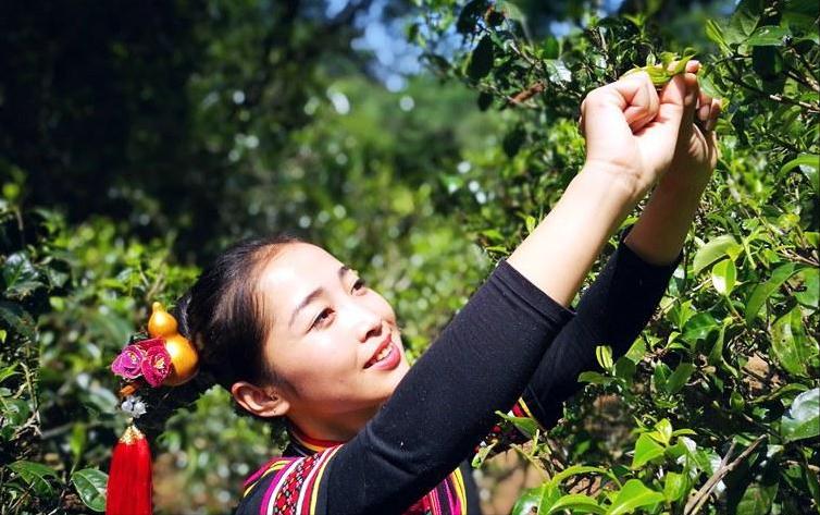 勐库古树茶勐库香韵,临沧勐库邦改茶