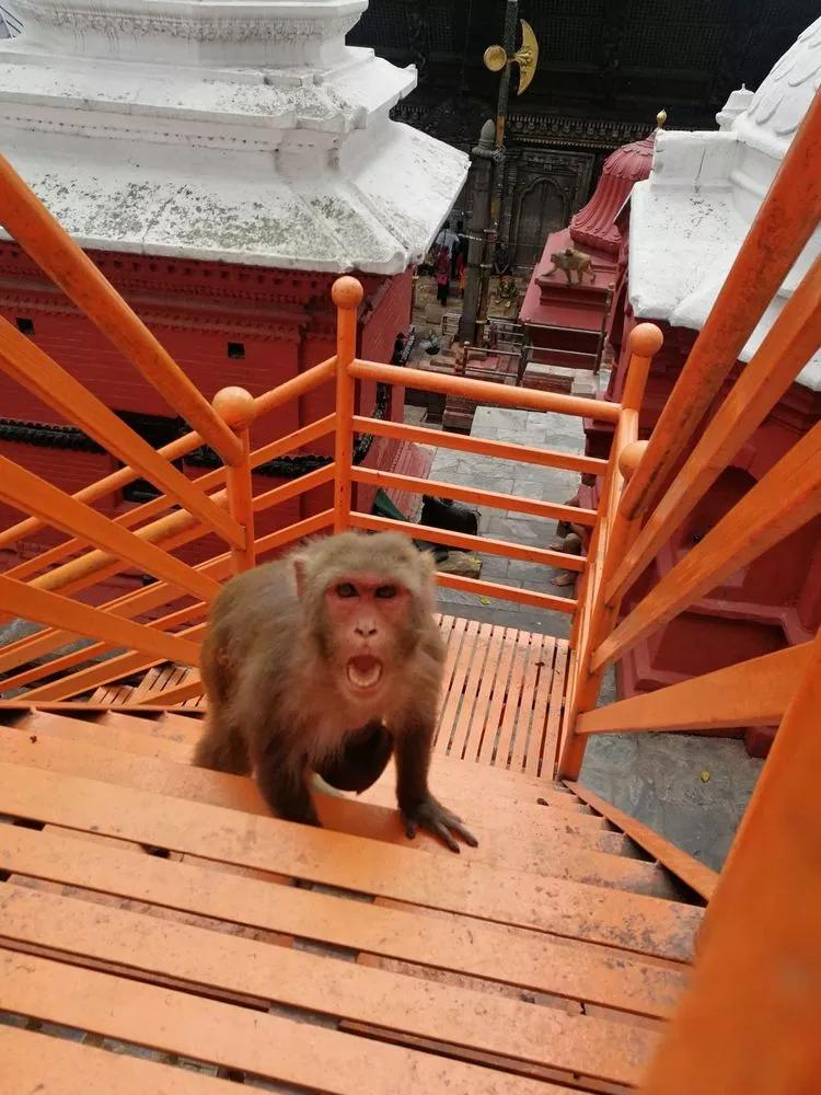 尼泊尔旅游有什么优惠政策,中国对尼泊尔旅游免签吗