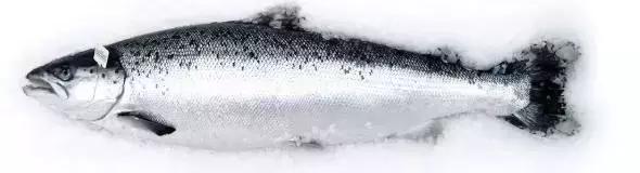 三文鱼给宝宝吃有什么好处,北极贝和三文鱼哪个营养高